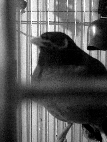 Bird in a Birdcage